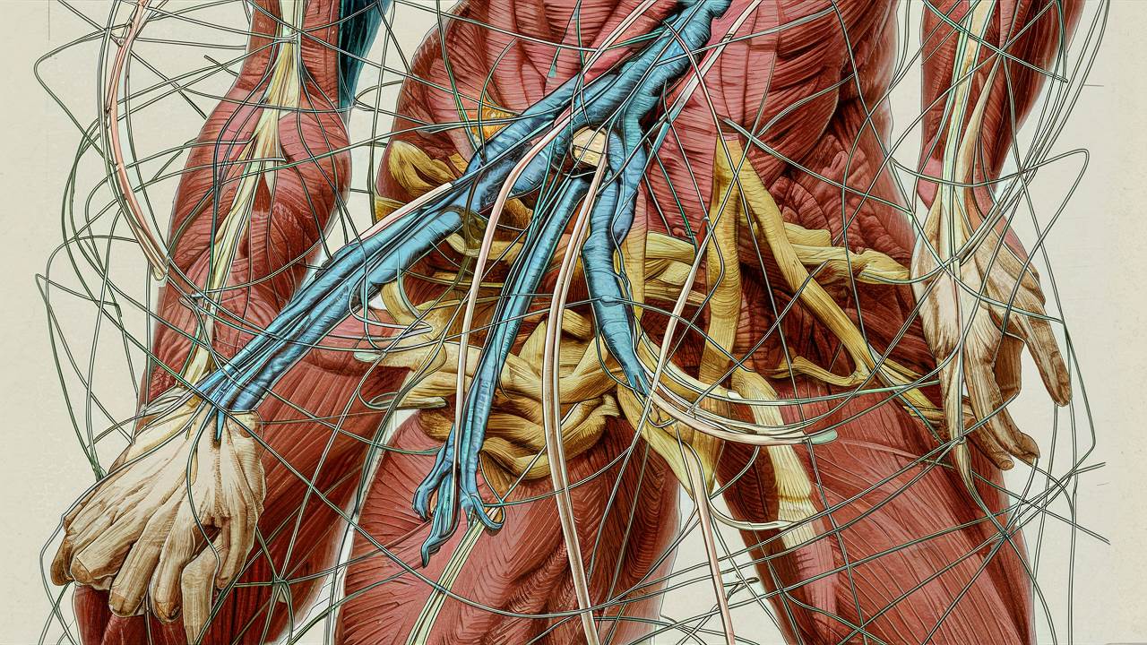 Co tworzy układ ruchu: sekrety anatomiczne i funkcjonalne