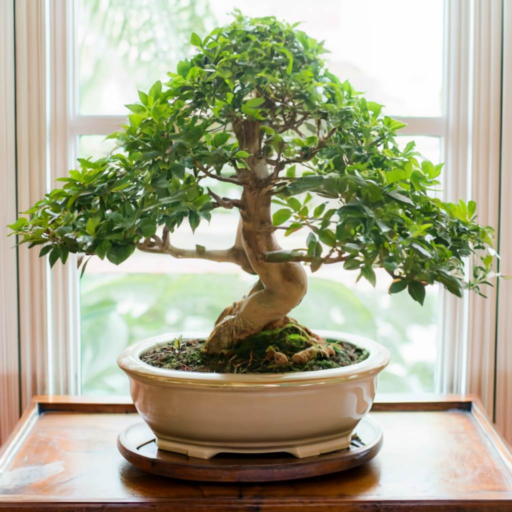 Jaka doniczka do fikusa bonsai